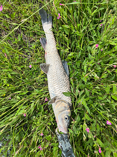 ニゴイの釣果