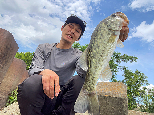 ブラックバスの釣果