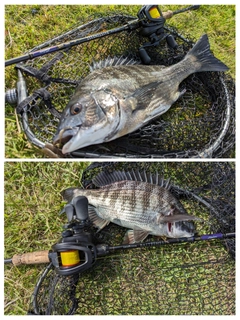 クロダイの釣果