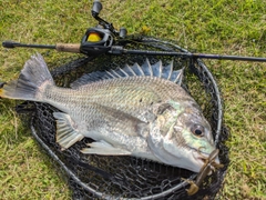 キビレの釣果