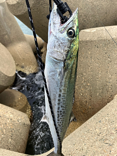 サゴシの釣果