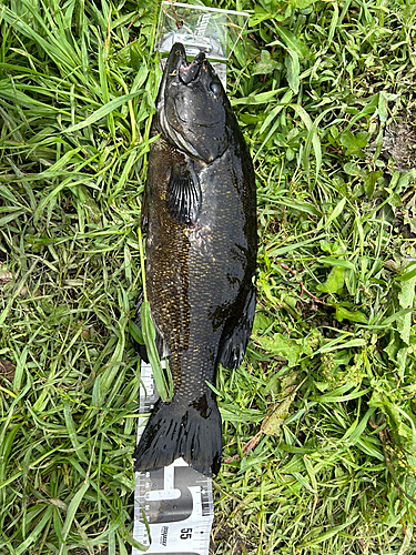 スモールマウスバスの釣果