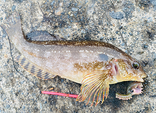 アイナメの釣果