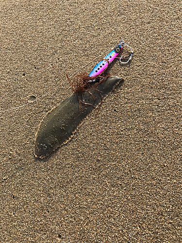 シタビラメの釣果