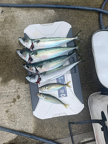 マサバの釣果