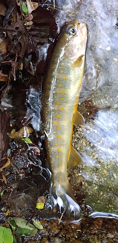 ヤマトイワナの釣果