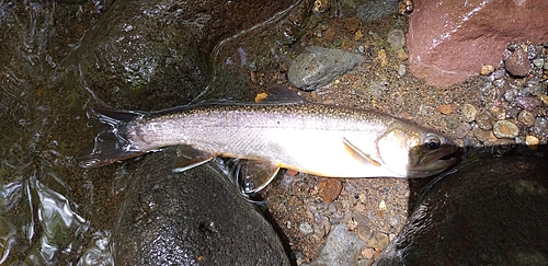 ニッコウイワナの釣果