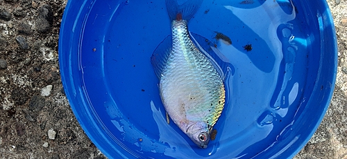 タイリクバラタナゴの釣果