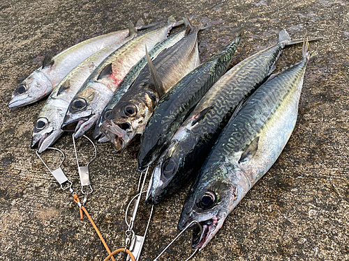 サバの釣果