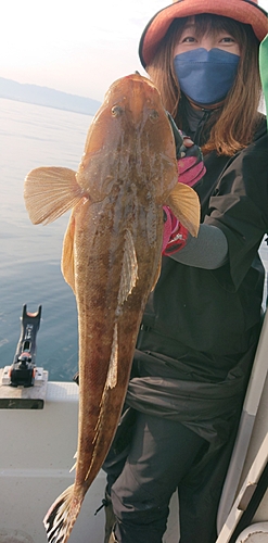 マゴチの釣果