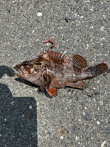 オウゴンムラソイの釣果