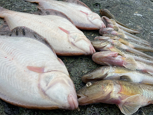 カレイの釣果