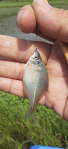 タイリクバラタナゴの釣果