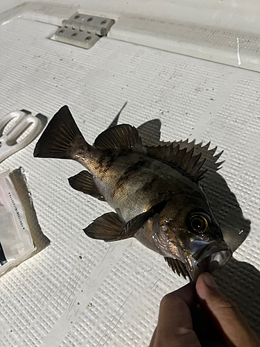 クロメバルの釣果