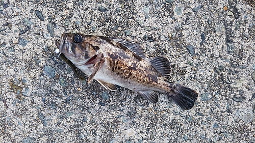 クロソイの釣果