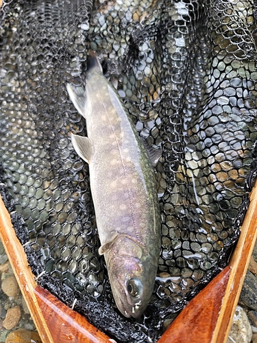 イワナの釣果