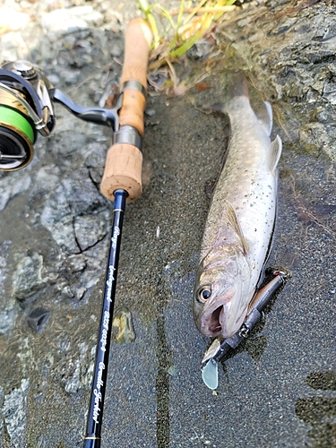 イワナの釣果