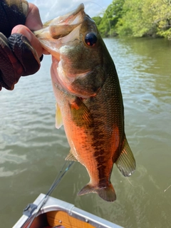 ラージマウスバスの釣果