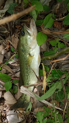 釣果