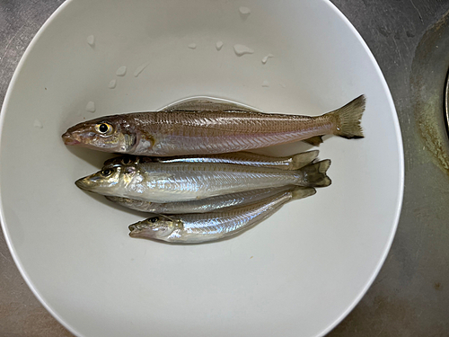 キスの釣果