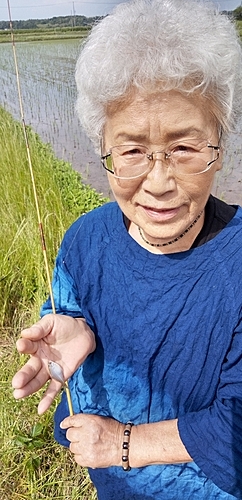 タイリクバラタナゴの釣果