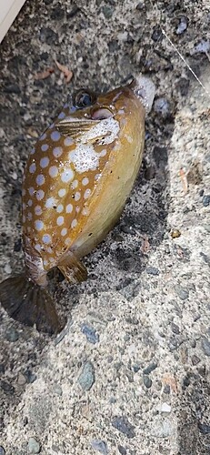 ハコフグの釣果