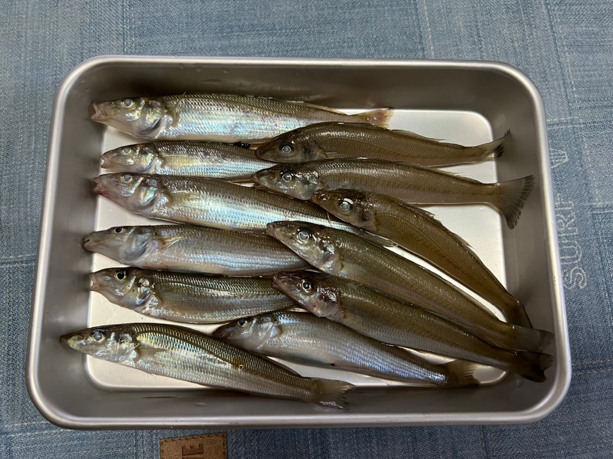 モリチャンネルさんの釣果 1枚目の画像