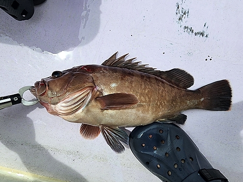 マハタの釣果