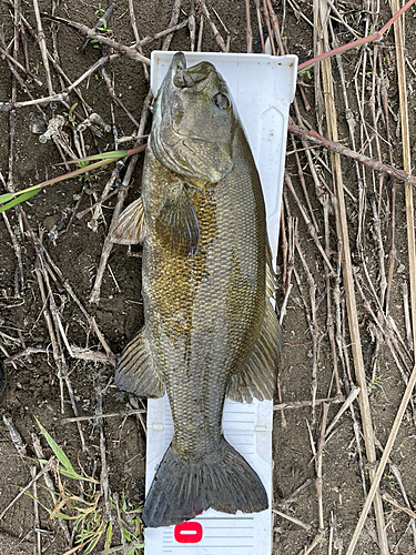 スモールマウスバスの釣果