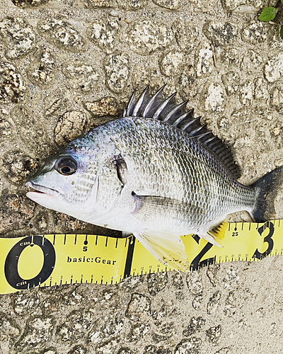 クロダイの釣果