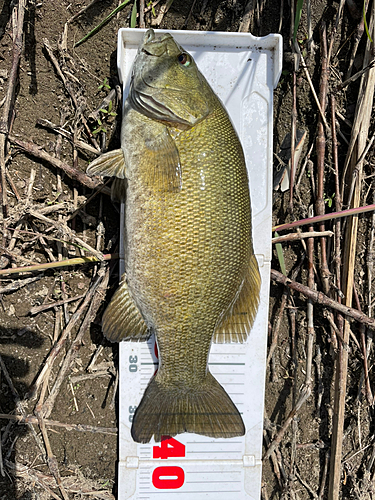 スモールマウスバスの釣果