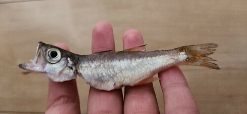 ムツの釣果