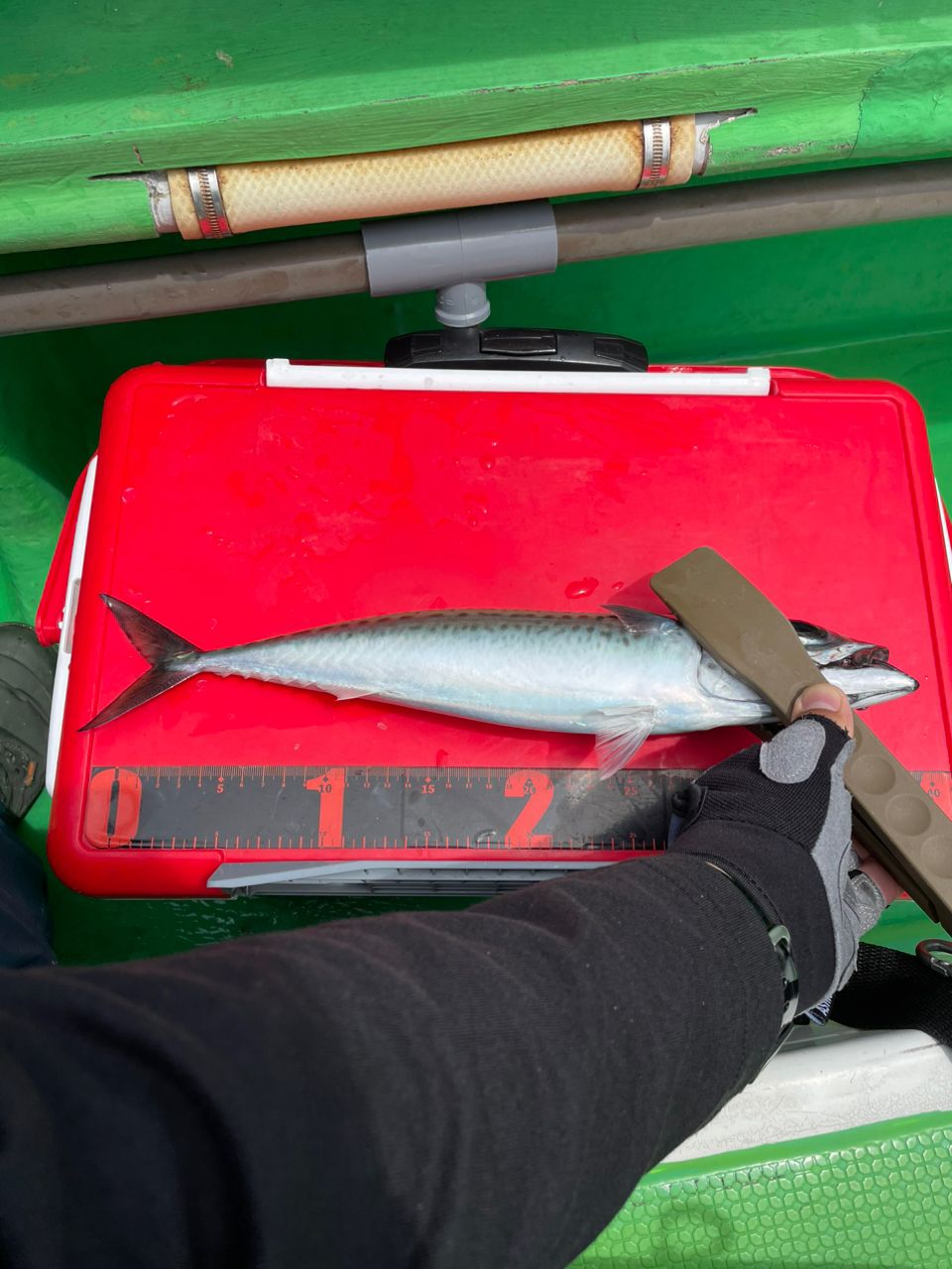 魚喰いさんの釣果 3枚目の画像