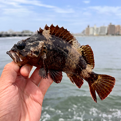 ムラソイの釣果