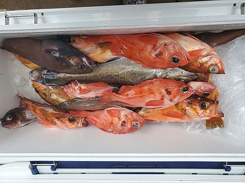 アコウダイの釣果