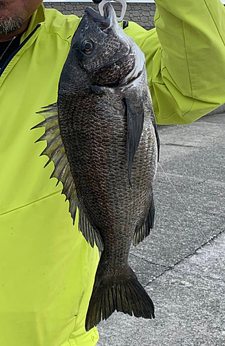 チヌの釣果