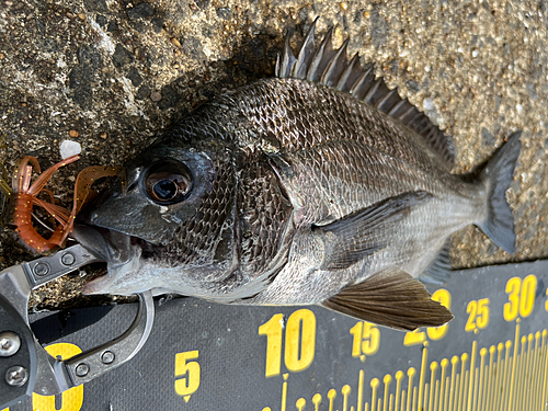 チヌの釣果