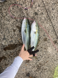 イナダの釣果