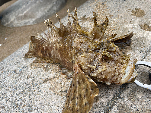 オニオコゼの釣果