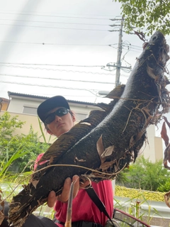 ライギョの釣果