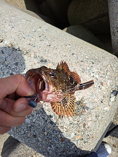 カサゴの釣果