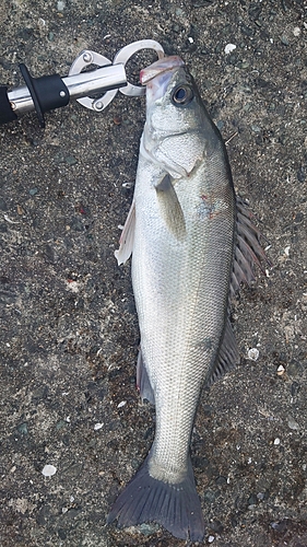 フッコ（マルスズキ）の釣果