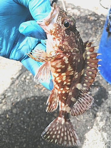 カサゴの釣果