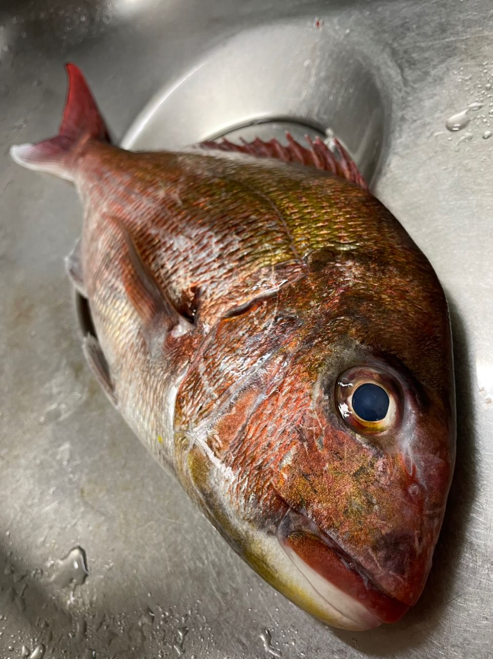 ひなっちのパパさんの釣果 2枚目の画像