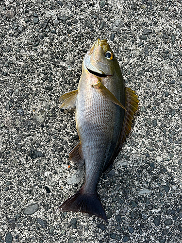 イサキの釣果