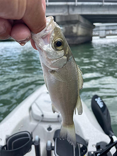 スズキの釣果