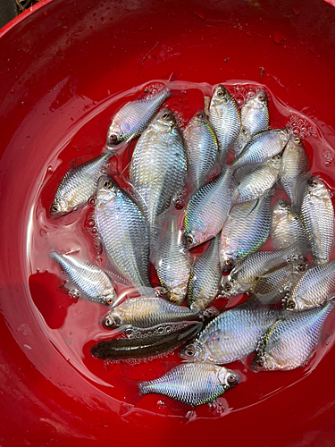 タイリクバラタナゴの釣果