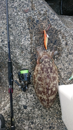 コウイカの釣果