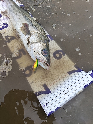 シーバスの釣果