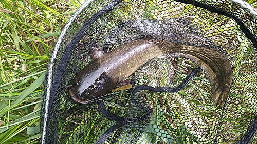 ナマズの釣果